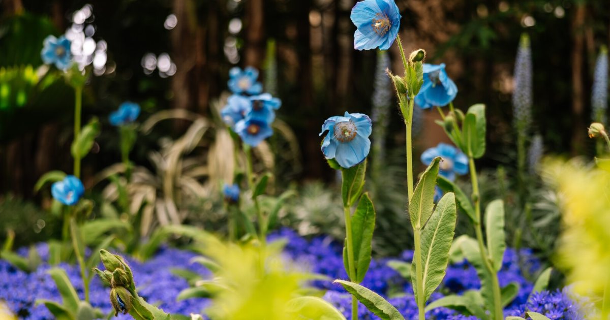 804985_BLUE-POPPY Meconopsis